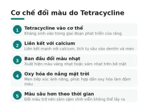 Cơ chế đổi màu do Tetracycline